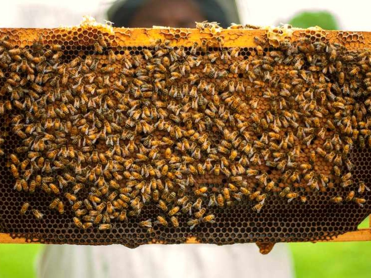 返品?交換対象商品】 モリコー 店8-Frame Bee Hives and Supplies Starter Kit,Beehive  Kit Dipped in 100% Beeswax,Bee Keeping Supplies-All Beginners Includes  Beekeeping S＿並行輸入品