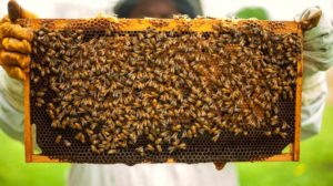 Person Holding Honeycomb With Honey Bee | Beekeeping Starter Kit: Essential Supplies You Need To Get Started | Featured