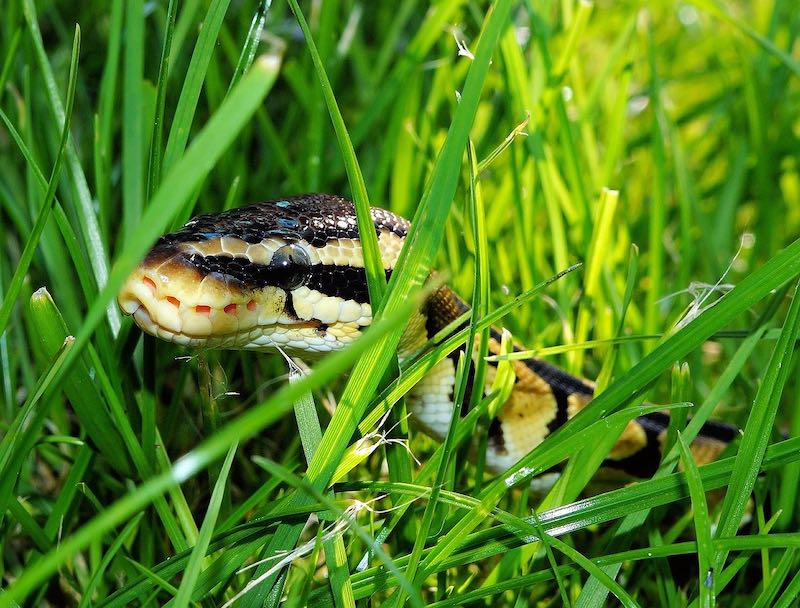 snake in grass | Essential Summer Chores To Do On The Homestead | summer chores