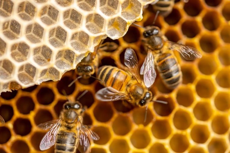 7 Types of Honey Bees Perfect for Backyard Bee Farms | Homesteading