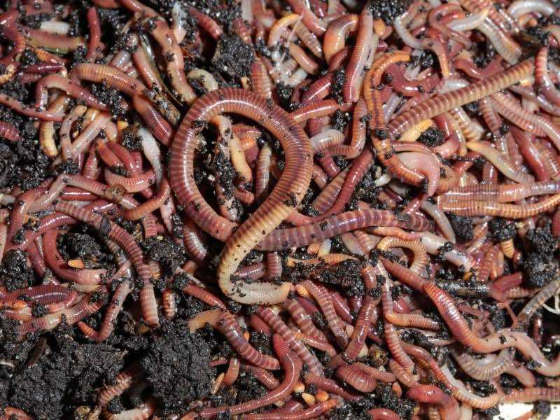 thousand-of-worms | worm farming