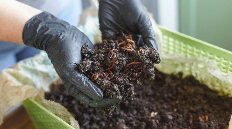 vermicomposting homemade worm composting method | Worm Farm Kit: Essential Supplies Every Beginner Should Have | Featured