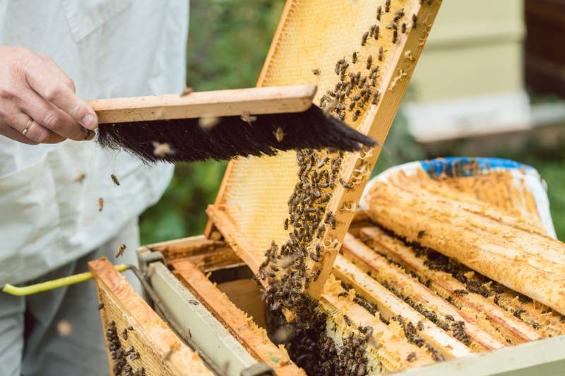 beekeeper brushing bees honeycomb brush | Beekeeping Starter Kit: Essential Supplies You Need To Get Started