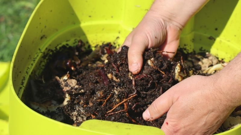 earthworms green vermicomposter | Worm Farm Kit: Essential Supplies Every Beginner Should Have