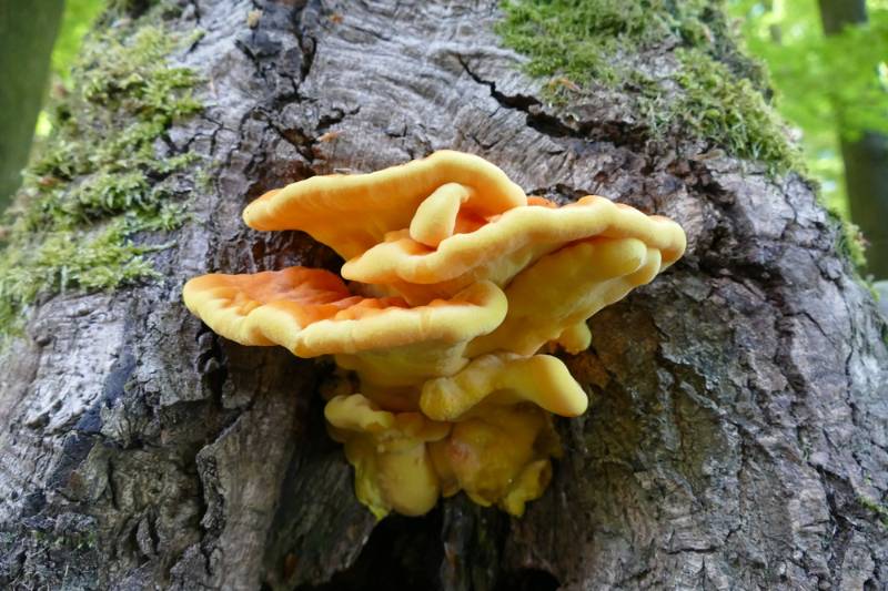 laetiporus sulphureus chicken woods edible mushroom | How To Inoculate Mushroom Logs For A Fresh Harvest For Fall