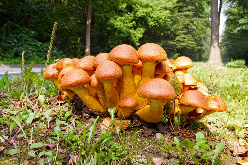 many nameko mushrooms on tree stump | How To Inoculate Mushroom Logs For A Fresh Harvest For Fall