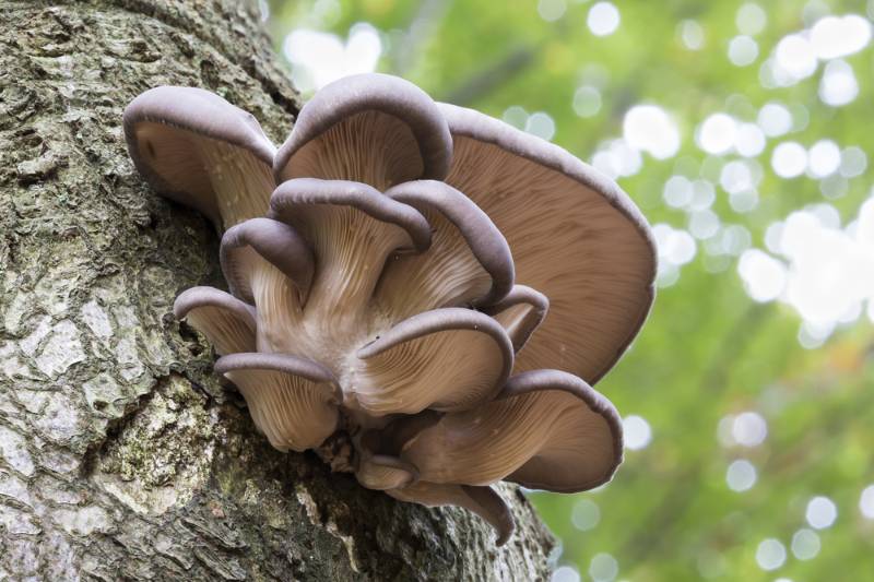 oyster mushroom pleurotus ostreatus on common | How To Inoculate Mushroom Logs For A Fresh Harvest For Fall