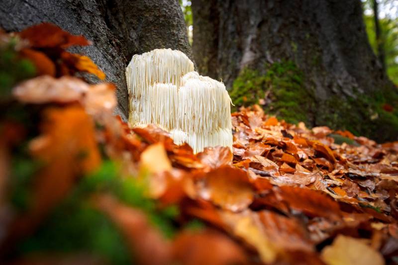 rare edible lions mane mushroom hericium | How To Inoculate Mushroom Logs For A Fresh Harvest For Fall