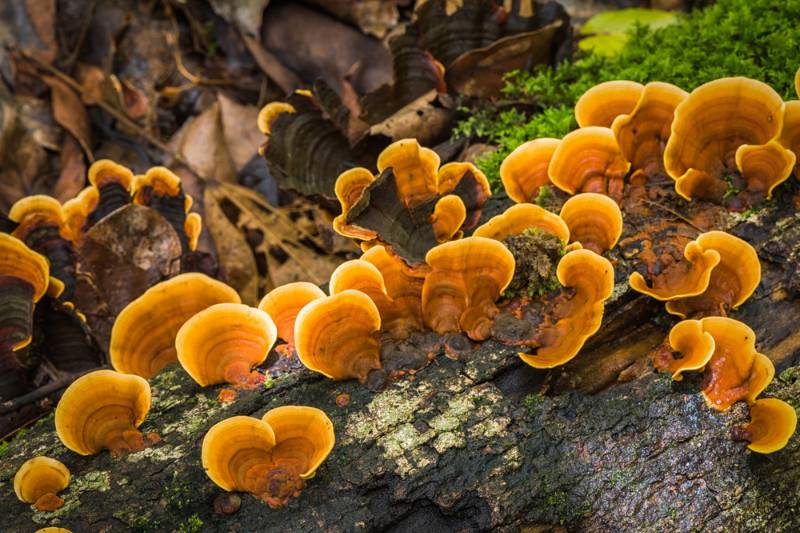wild mushroom growing on driftwood reishi | How To Inoculate Mushroom Logs For A Fresh Harvest For Fall