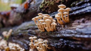wild mushrooms on rotten tree trunk | How To Inoculate Mushroom Logs For A Fresh Harvest For Fall | Featured