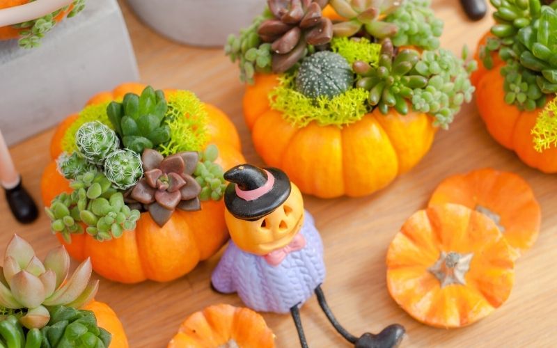 cut halloween pumpkin decor plant | autumn