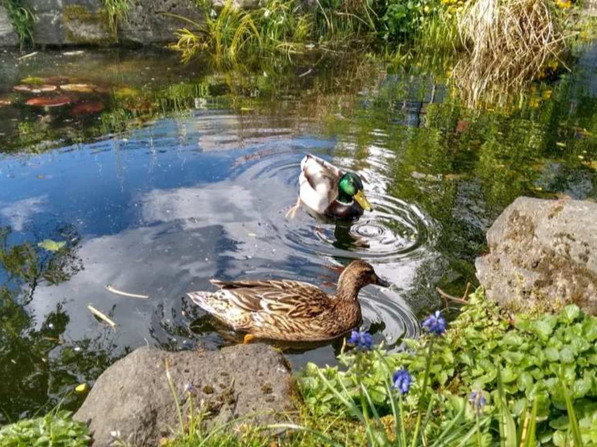Step By Step Guide On How To Build A Duck Pond In Your Homestead
