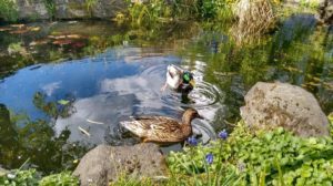 ducks-pond | How To Build A Duck Pond For Your Flock | Featured