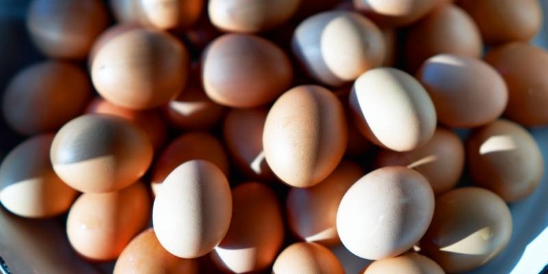eggs in container in sun shade | duck