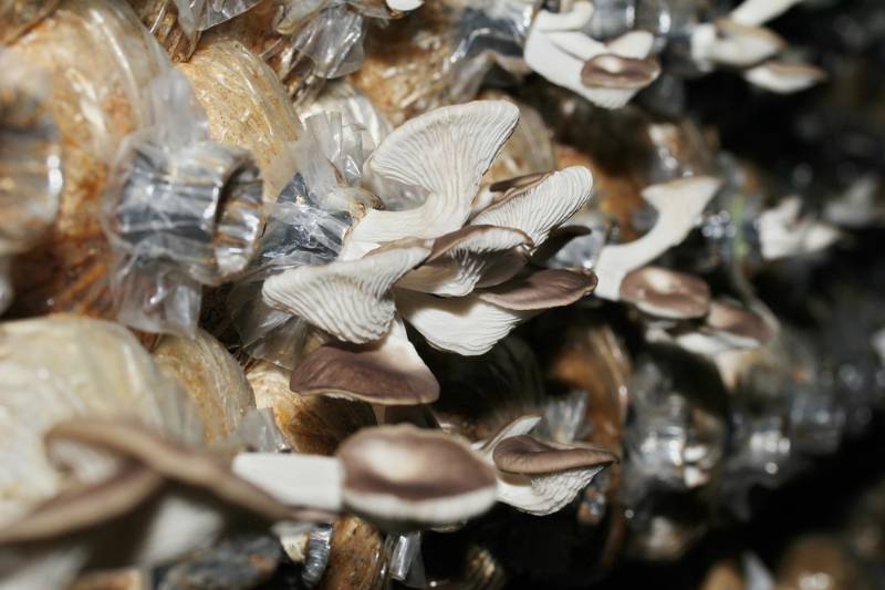 mushroom-cultivation-bhutan-oyster-mushrooms-spawn | How To Grow Your Own Mushroom Spawn