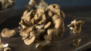 organic maitake mushrooms | How To Grow Your Own Mushroom Spawn | Featured