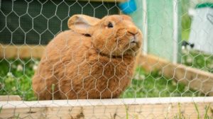 A cute domestic furry rabbit in a cage during daytime | How To Build a Rabbit Hutch For Your Homestead | Featured