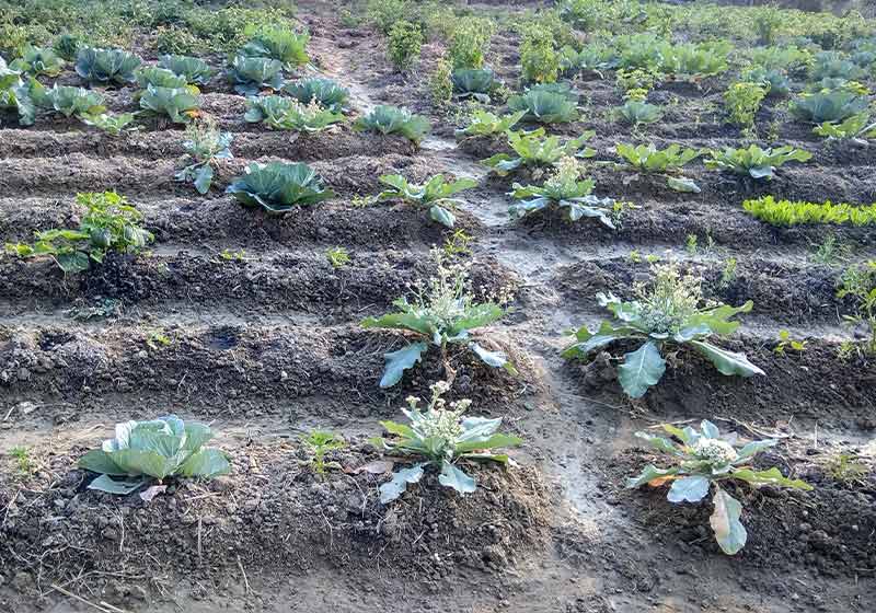 Cauliflower farm | how to grow cauliflower from scraps
