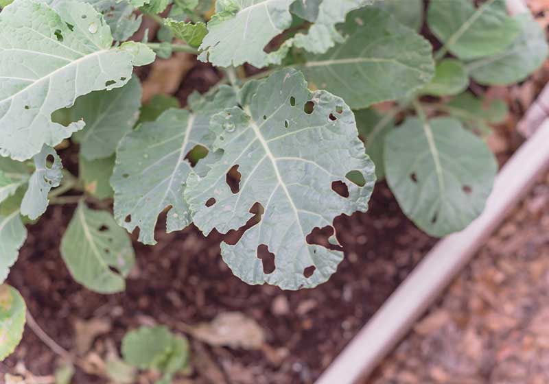 Cauliflower leaves attacked by caterpillar worm insect | problems with growing cauliflower