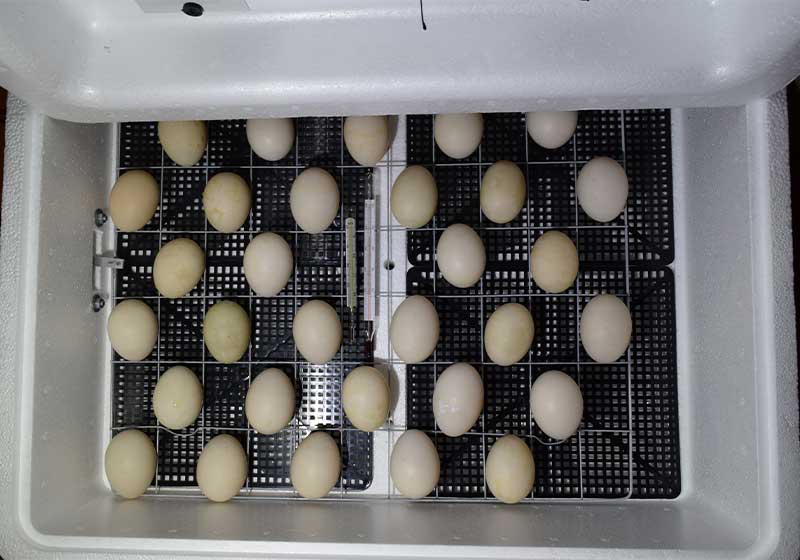 Incubator for a conclusion of chickens, ducklings and gooses | chicken egg incubator