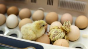 Newborn little yellow chicken in the incubator | Easy Homemade Egg Incubator Ideas | featured