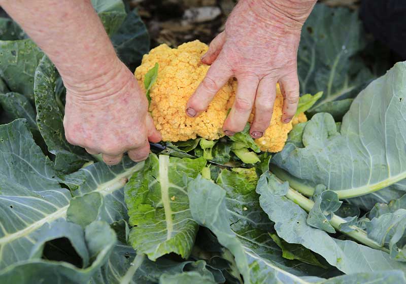 Orange cauliflower being harvested | how long does cauliflower take to grow
