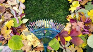 Rake on a wooden stick and Colored autumn foliage | What To Do With Fall Leaves | Smart Ways | Featured