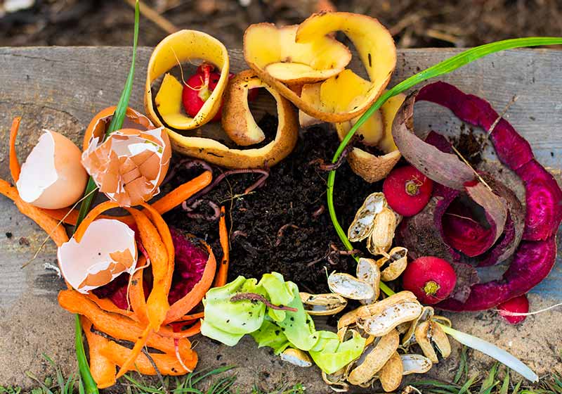 Red worms among solid waste in the backyard | vermicompost