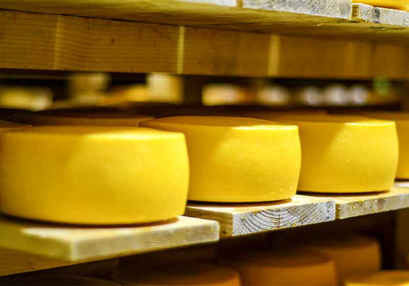 Rows of cheese on wooden shelves at cheese making factory | gouda cheese