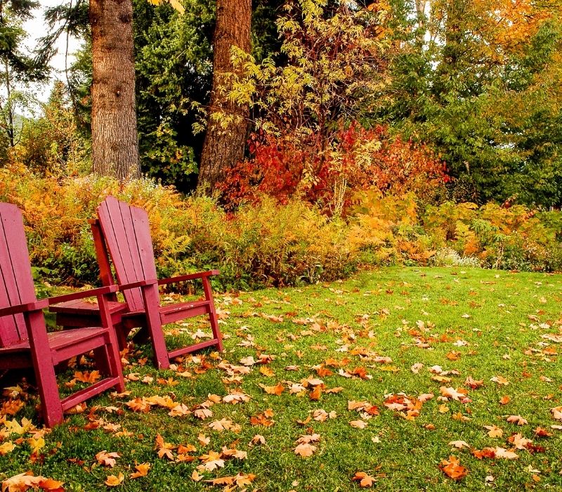 Two Chairs in the Fall Leaves on a Lawn with Trees | dried leaves