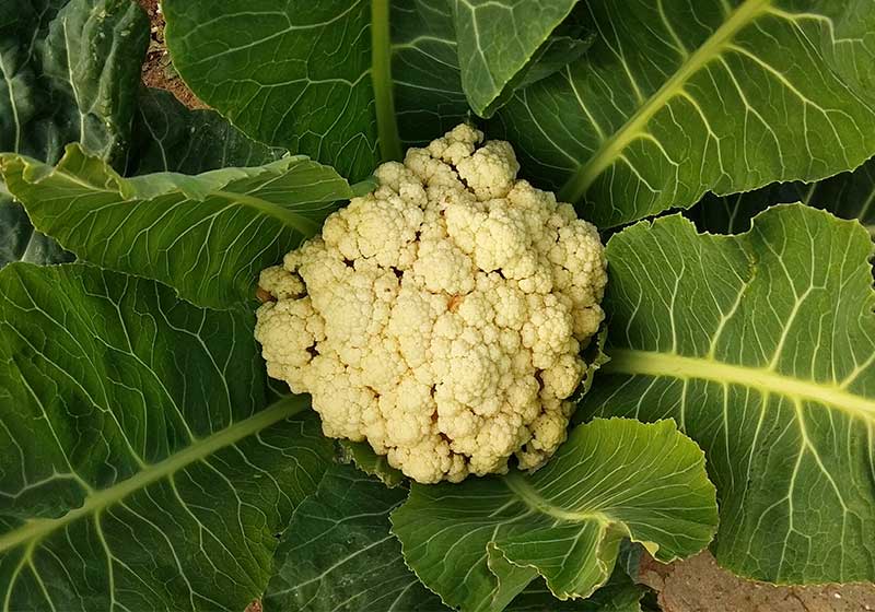 Weißer, leckerer, nahrhafter Blumenkohl, bedeckt von seinen grünen Blättern im Gemüsegarten | wie man blumenkohl in töpfen anbaut