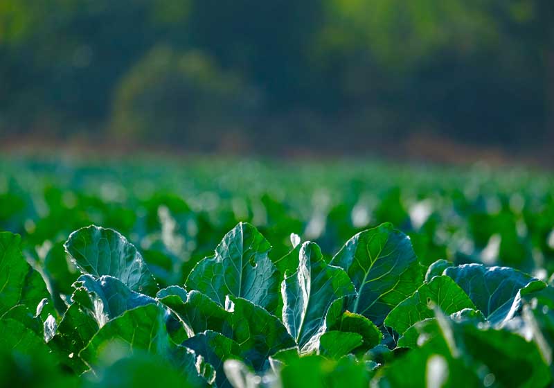 cauliflower farming, plots row of growing crops plant | how long does cauliflower take to grow