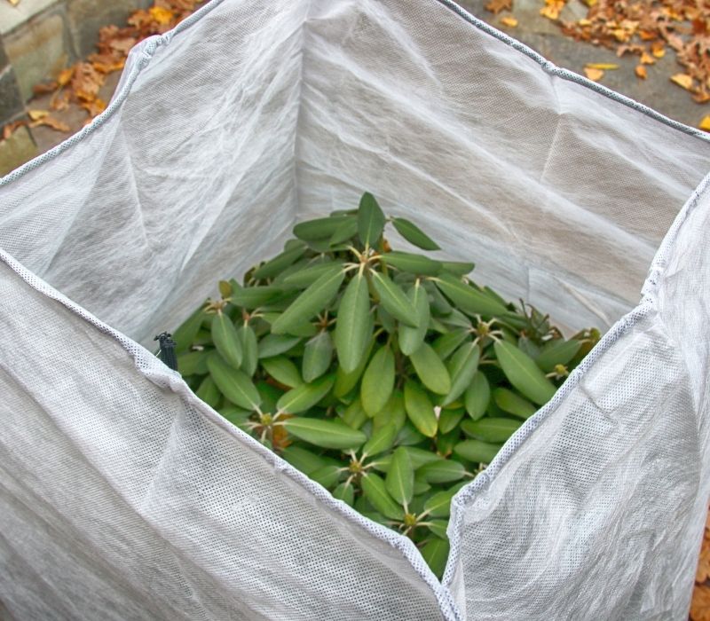 protected by a spunbond cover from frost in the autumn garden | What To Do With Fall Leaves | Smart Ways