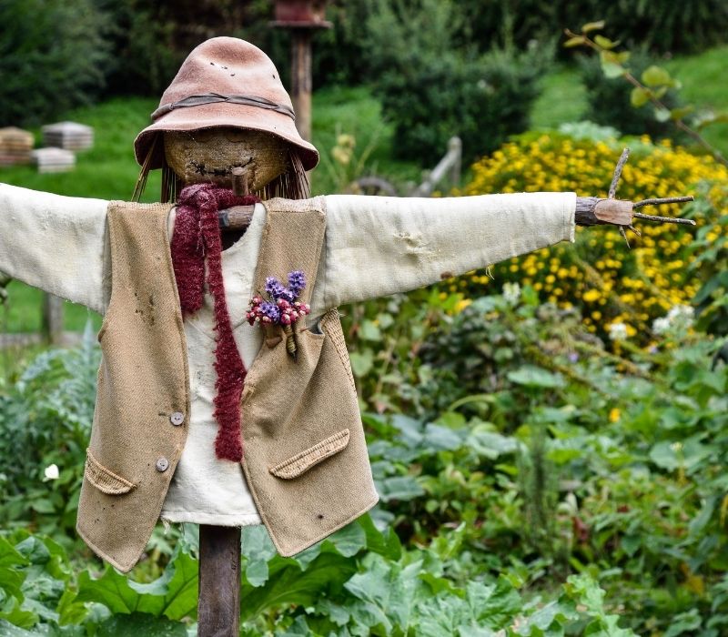 scarecrow in the garden | What To Do With Fall Leaves | Smart Ways