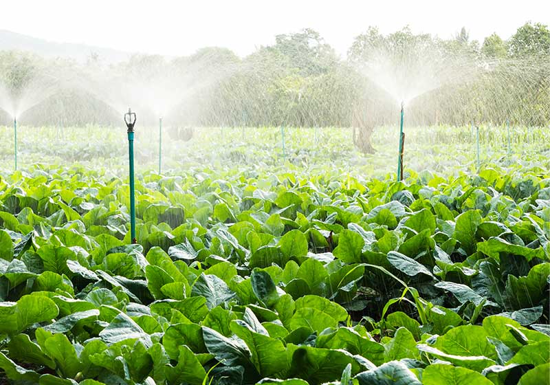 Sprinklerbewässerung im Blumenkohlfeld | wie lange braucht blumenkohl zum wachsen