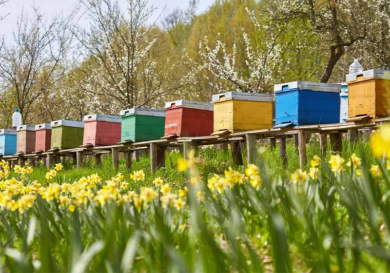 A row of bee hives in a field of flowers with an orchard behind | wintering bees in northern climates