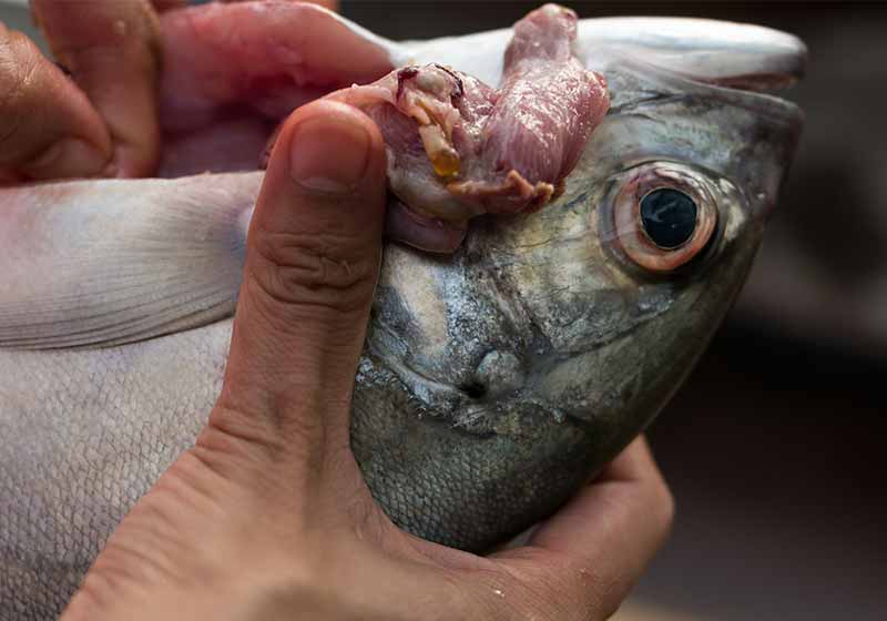 A woman is removing internal organs from the sea fish | how to fillet a fish step by step