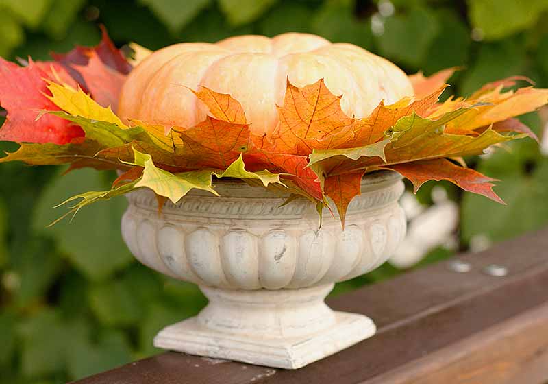 Autumn centerpiece with maple and pumpkin | thanksgiving centerpiece