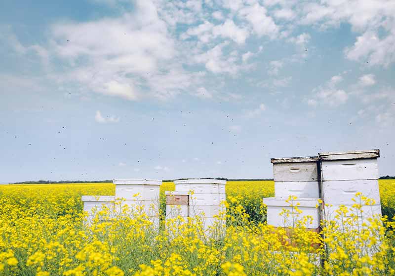 Bees flying around beehives in the middle of idyllic canola | wintering bees