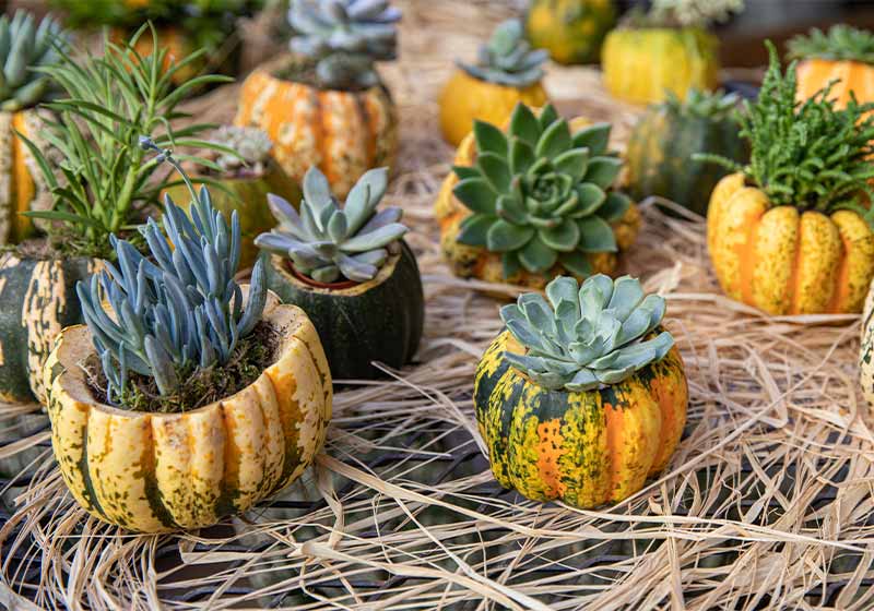 Decorated pumpkins with different succulents prepared for Thanksgiving celebration | fall centerpiece