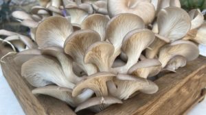 Grey oyster mushrooms | How to grow oyster mushrooms from store bought mushrooms | Featured