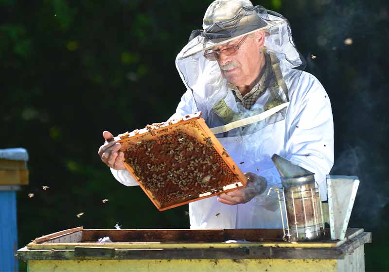 Experienced senior beekeeper making inspection in apiary after summer season | how to keep bees alive in winter