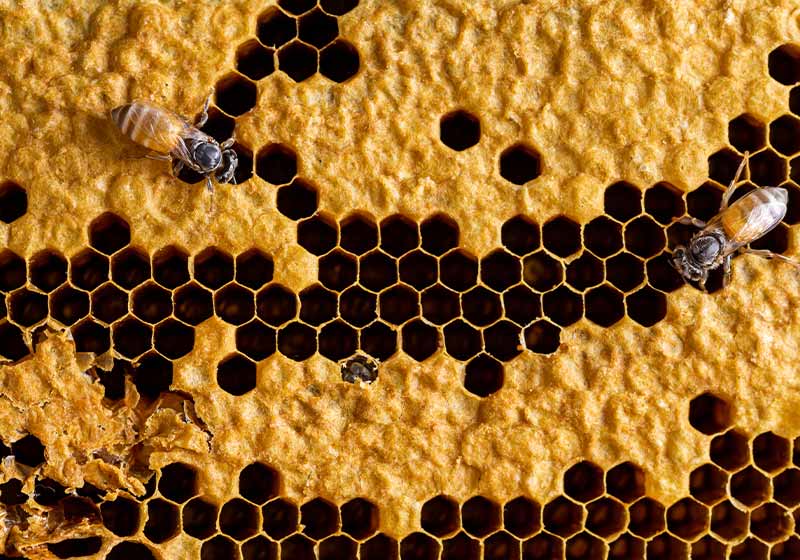 abstract honeycomb with bee texture | wintering bees in northern climates