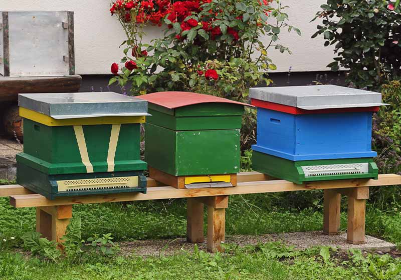 small beehives in a private garden | what do bees do in the winter