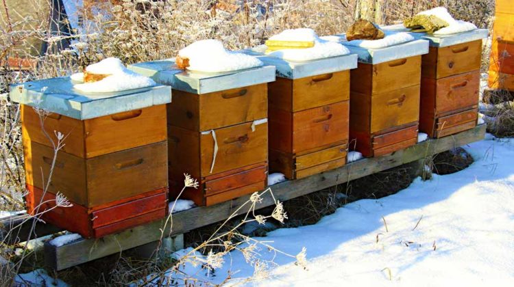 wooden beehive boxes | Beekeeping In Winter: Preparing Beehives For The Cold Season | featured