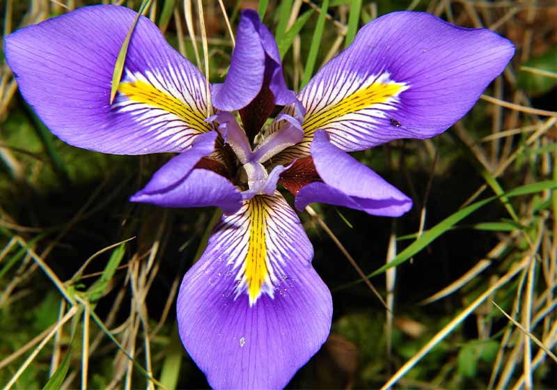 Algerian iris also known as Carian iris | outdoor winter plants