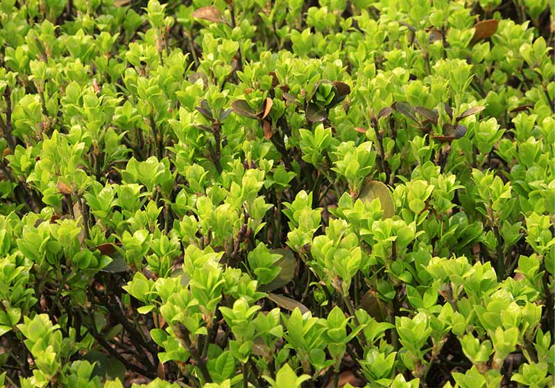 Buxus sinica leaves in a garden | cold weather plants