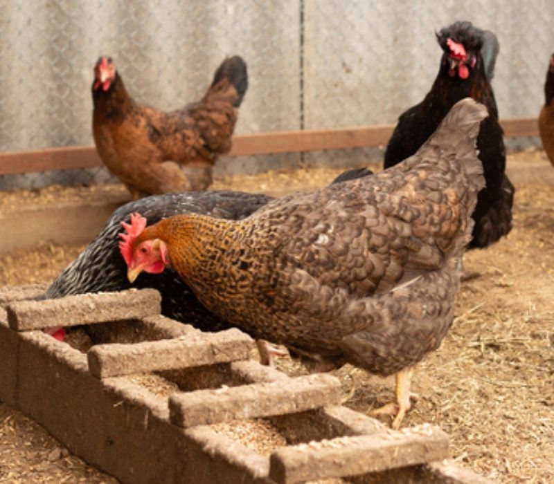 Chickens pecking grain on poultry yard | hanging chicken treats
