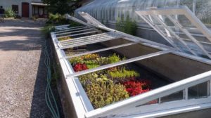 Cold Frames beside greenhouse | How To Use A Cold Frame | Featured