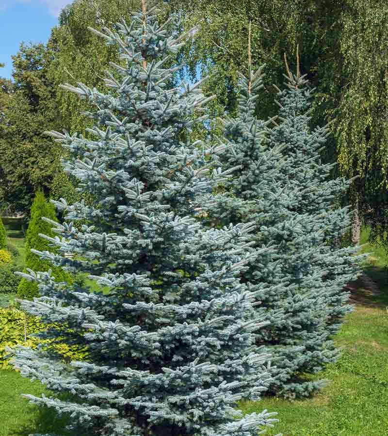 Colorado blue spruce, with the scientific name Picea pungens | winter perennials